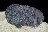 Bargain, Reedops Trilobite Fossil - Good Eye Facets #68658-4